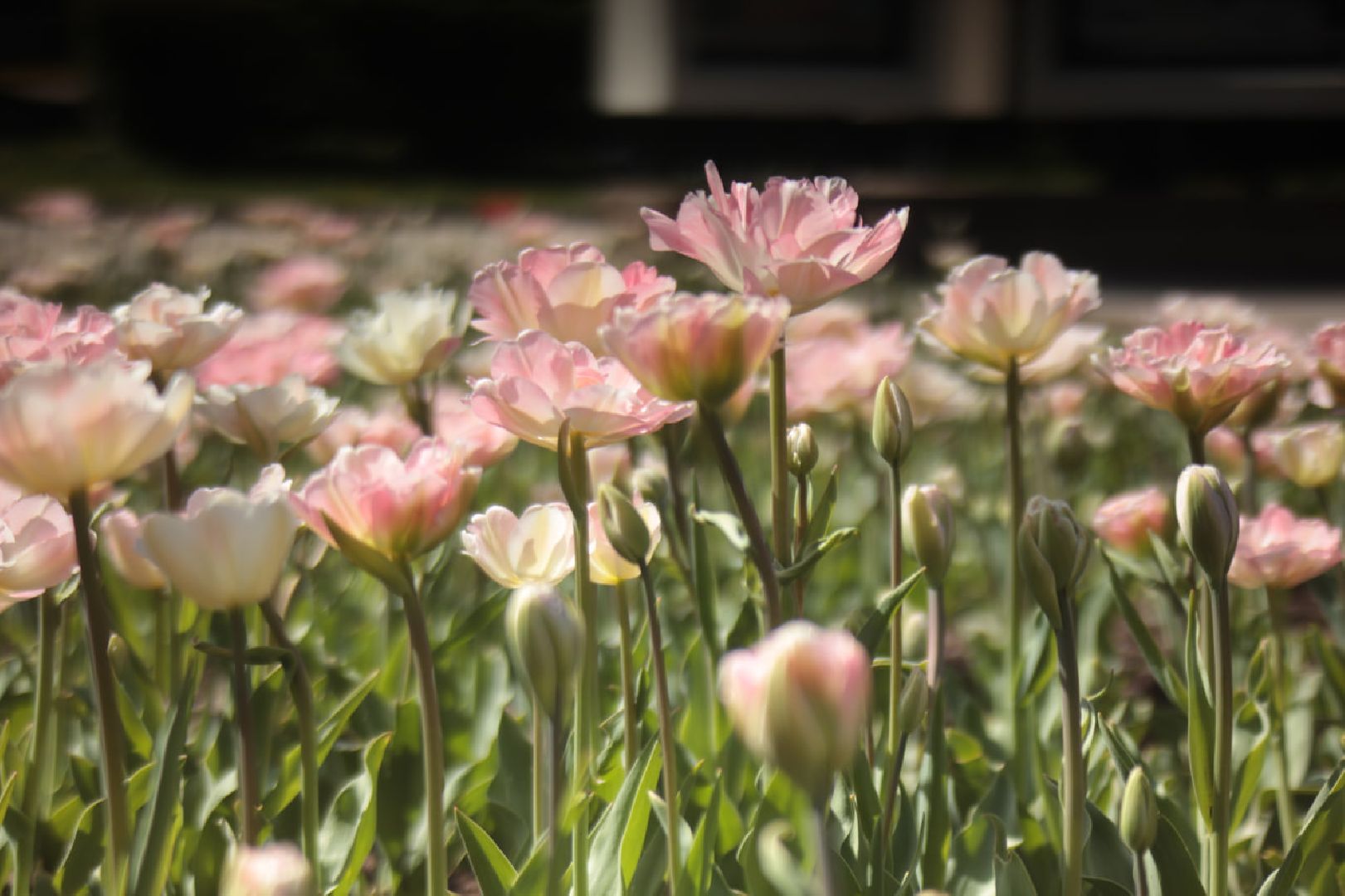 Пущино, благоустройство, экология