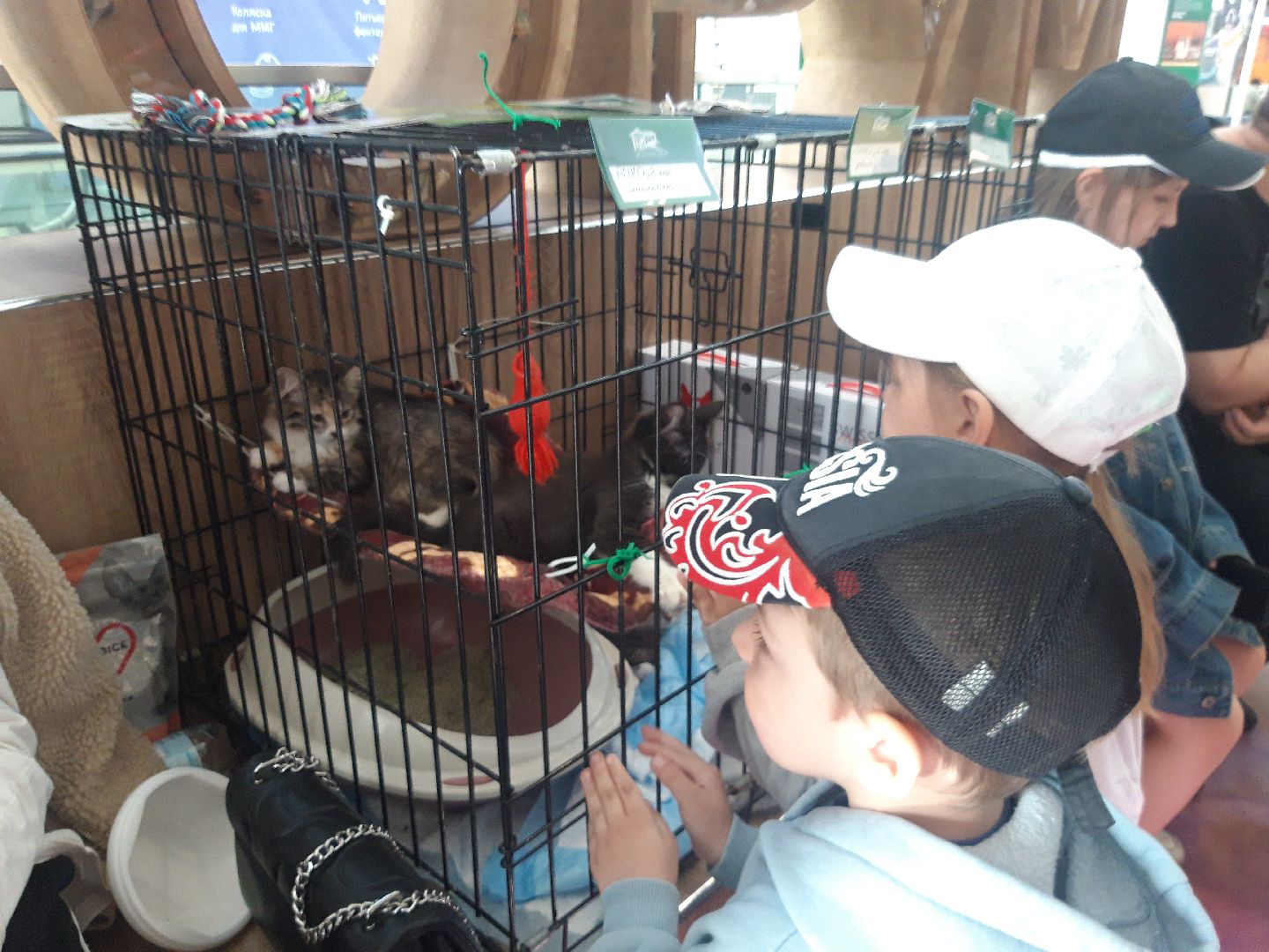 доброе дело, волонтеры,