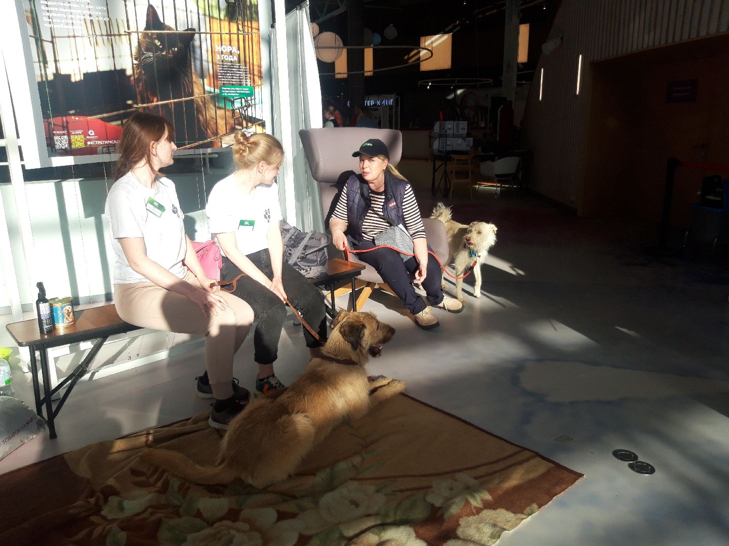 доброе дело, волонтеры,