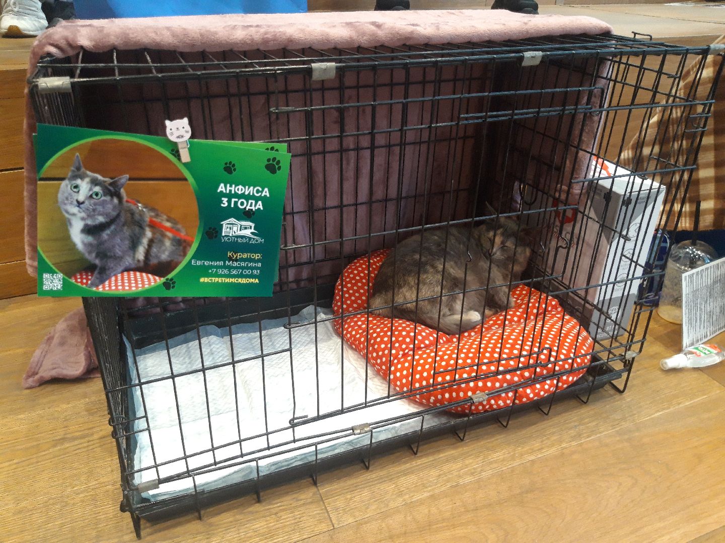 доброе дело, волонтеры,