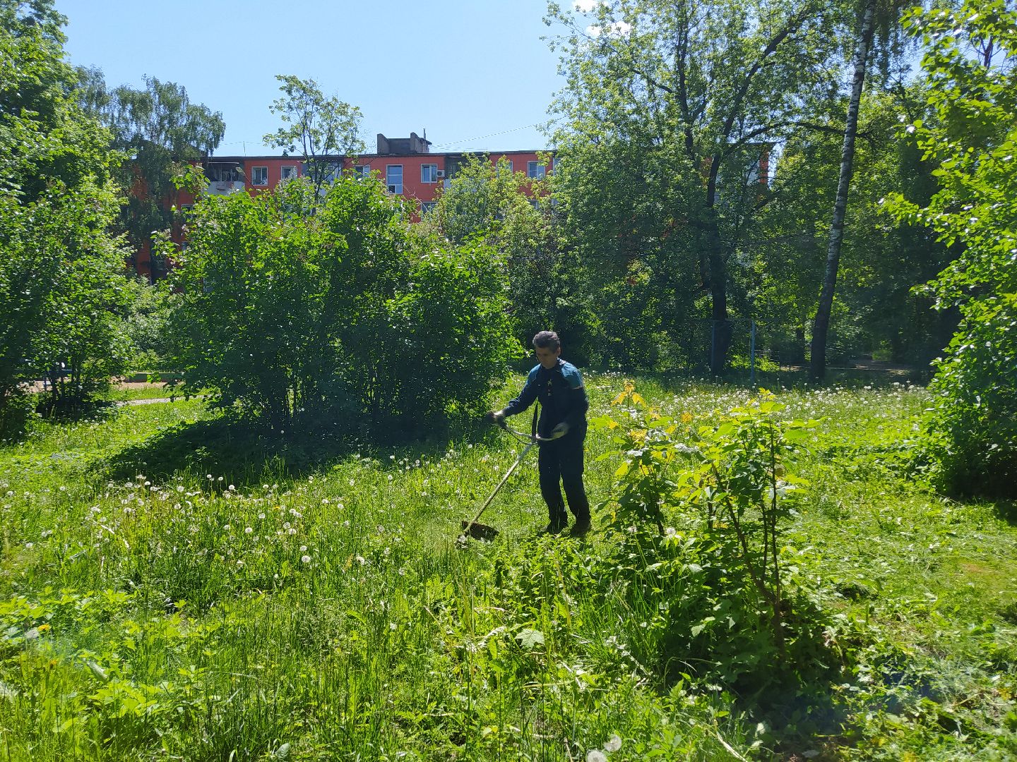 Газон, покос, газонокосилка, благоустройство, трава