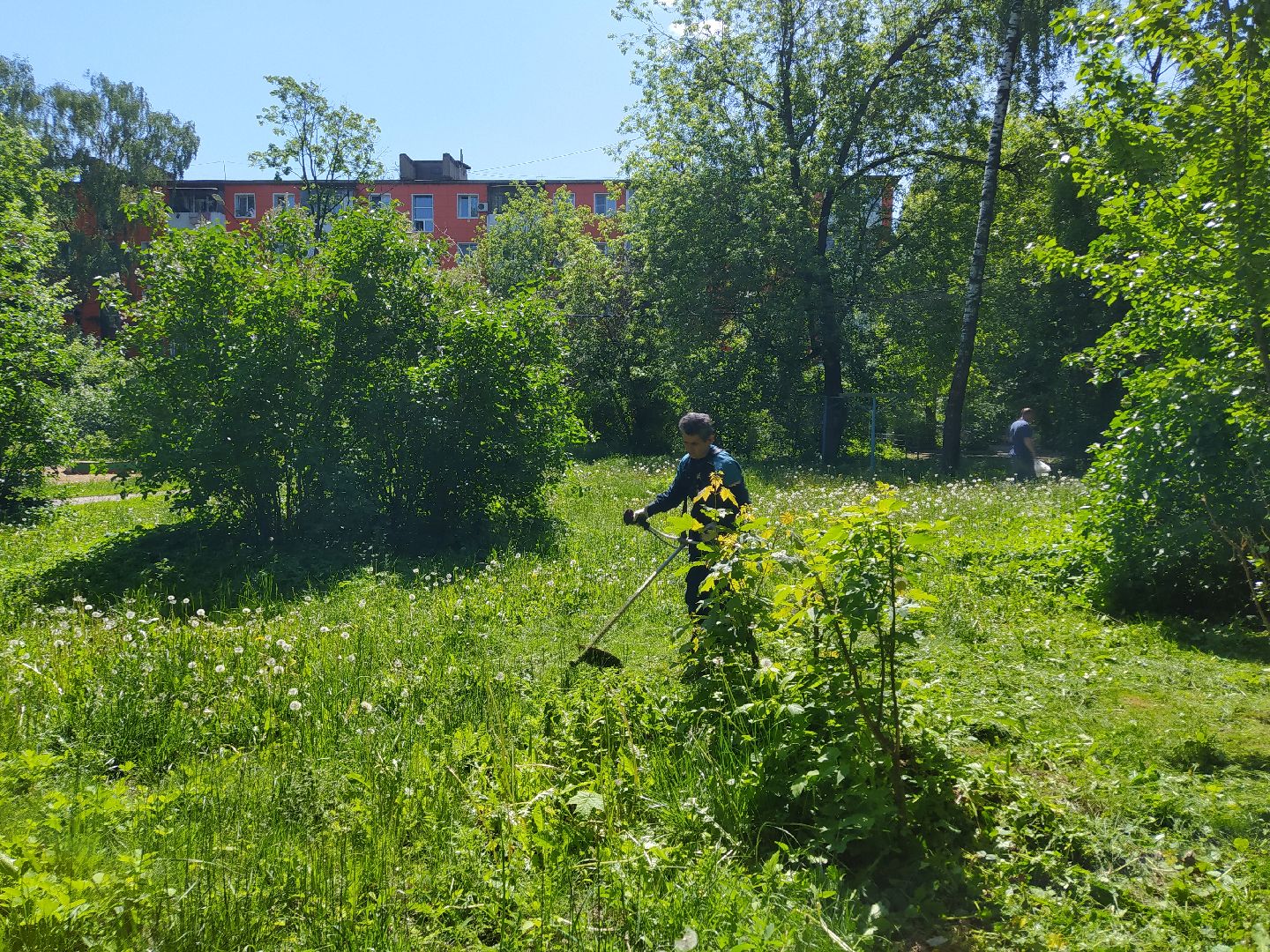 Газон, покос, газонокосилка, благоустройство, трава