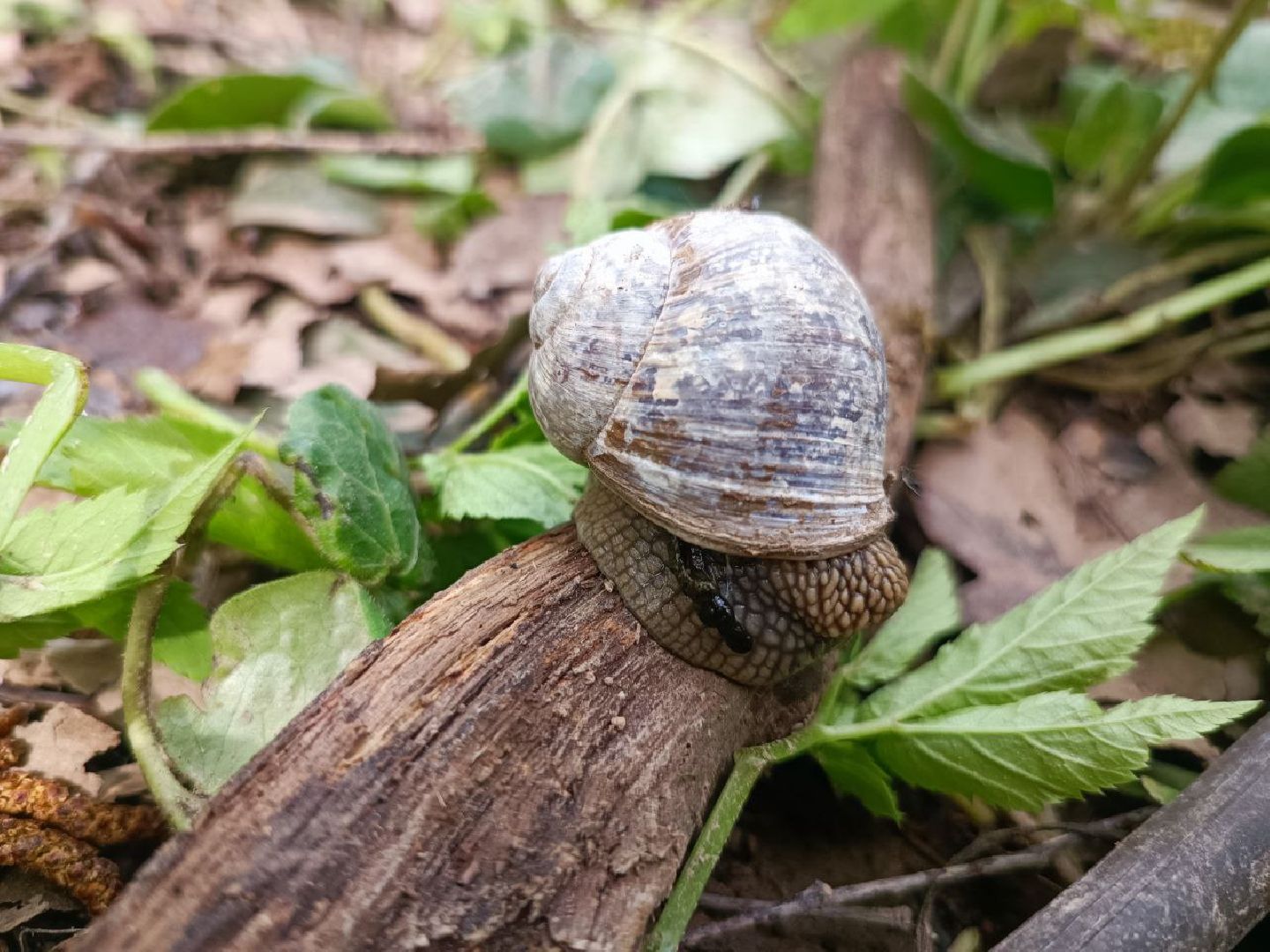 Можайск, Можайский городской округ, Подмосковье, тигр, лев, ягуар, сафари-парк, парк тигров