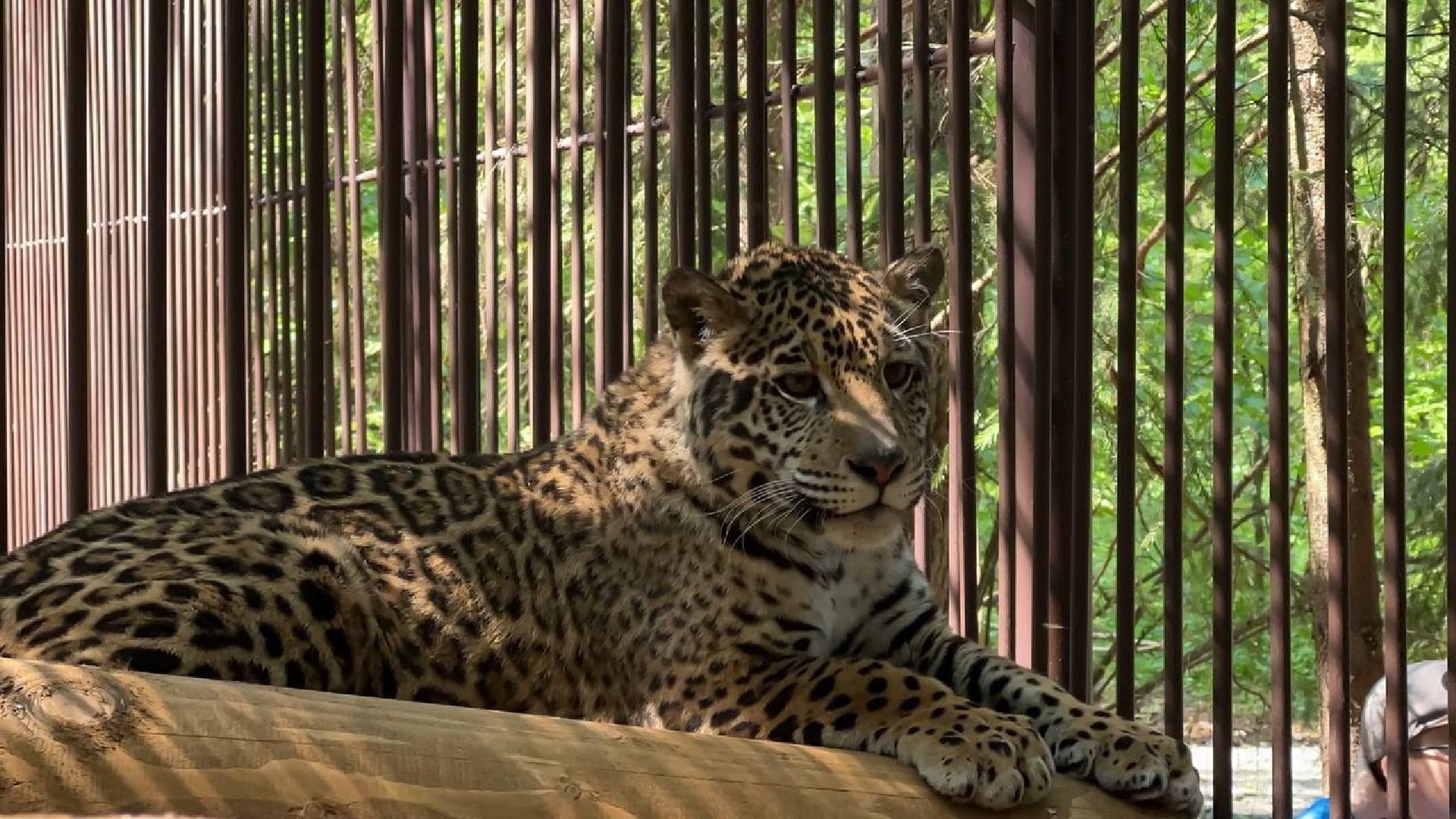 Можайск, Можайский городской округ, Подмосковье, тигр, лев, ягуар, сафари-парк, парк тигров