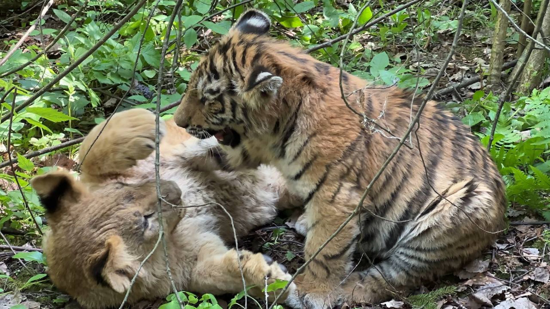 Можайск, Можайский городской округ, Подмосковье, тигр, лев, ягуар, сафари-парк, парк тигров
