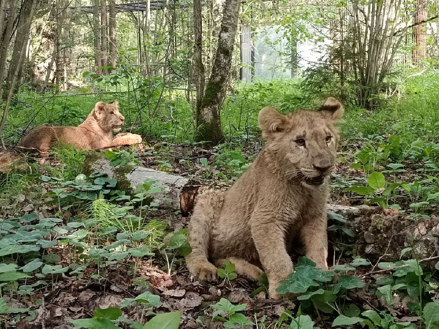 Можайск, Можайский городской округ, Подмосковье, тигр, лев, ягуар, сафари-парк, парк тигров