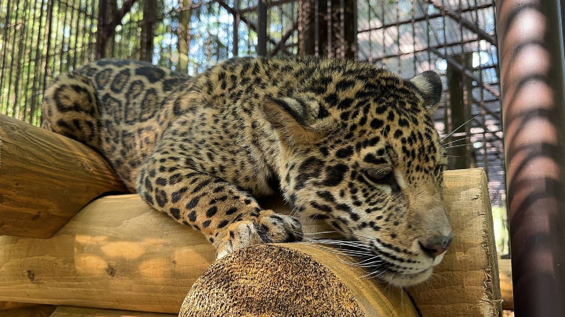 Можайск, Можайский городской округ, Подмосковье, тигр, лев, ягуар, сафари-парк, парк тигров