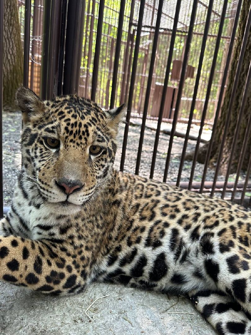 Можайск, Можайский городской округ, Подмосковье, тигр, лев, ягуар, сафари-парк, парк тигров