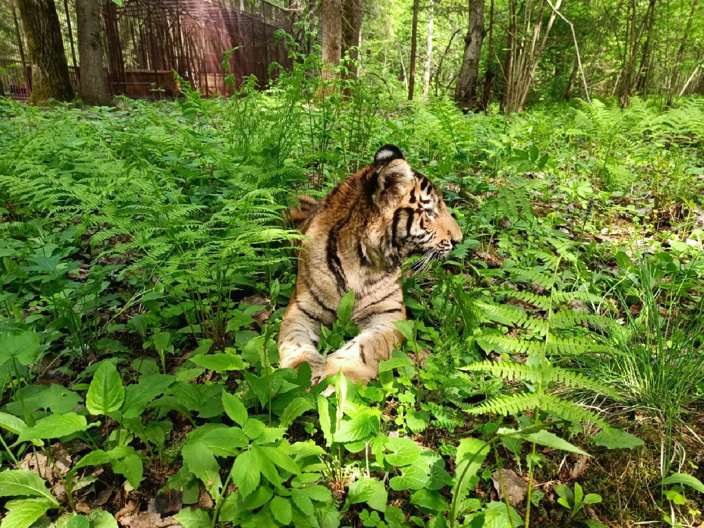 Можайск, Можайский городской округ, Подмосковье, тигр, лев, ягуар, сафари-парк, парк тигров