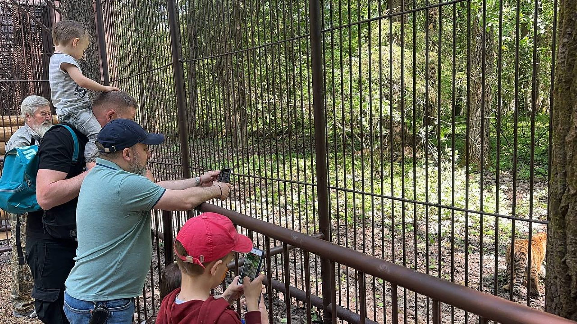 Можайск, Можайский городской округ, Подмосковье, тигр, лев, ягуар, сафари-парк, парк тигров