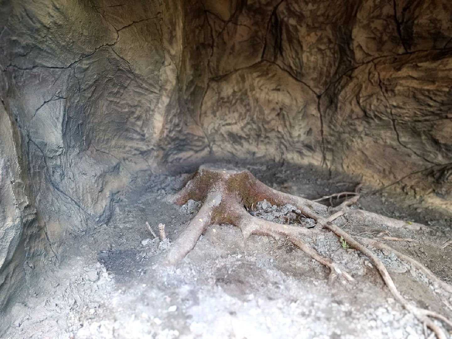 Можайск, Можайский городской округ, Подмосковье, тигр, лев, ягуар, сафари-парк, парк тигров