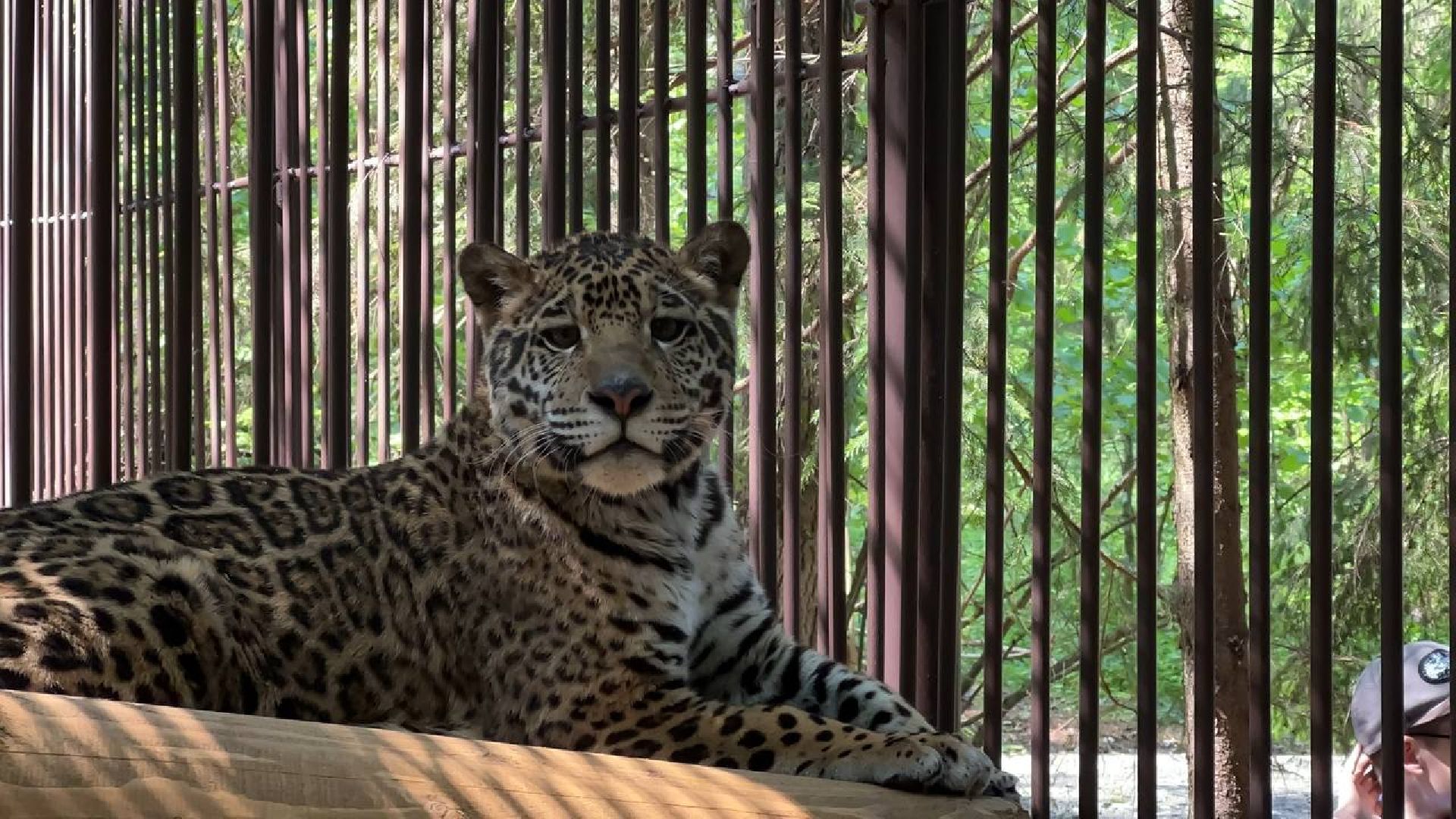 Можайск, Можайский городской округ, Подмосковье, тигр, лев, ягуар, сафари-парк, парк тигров