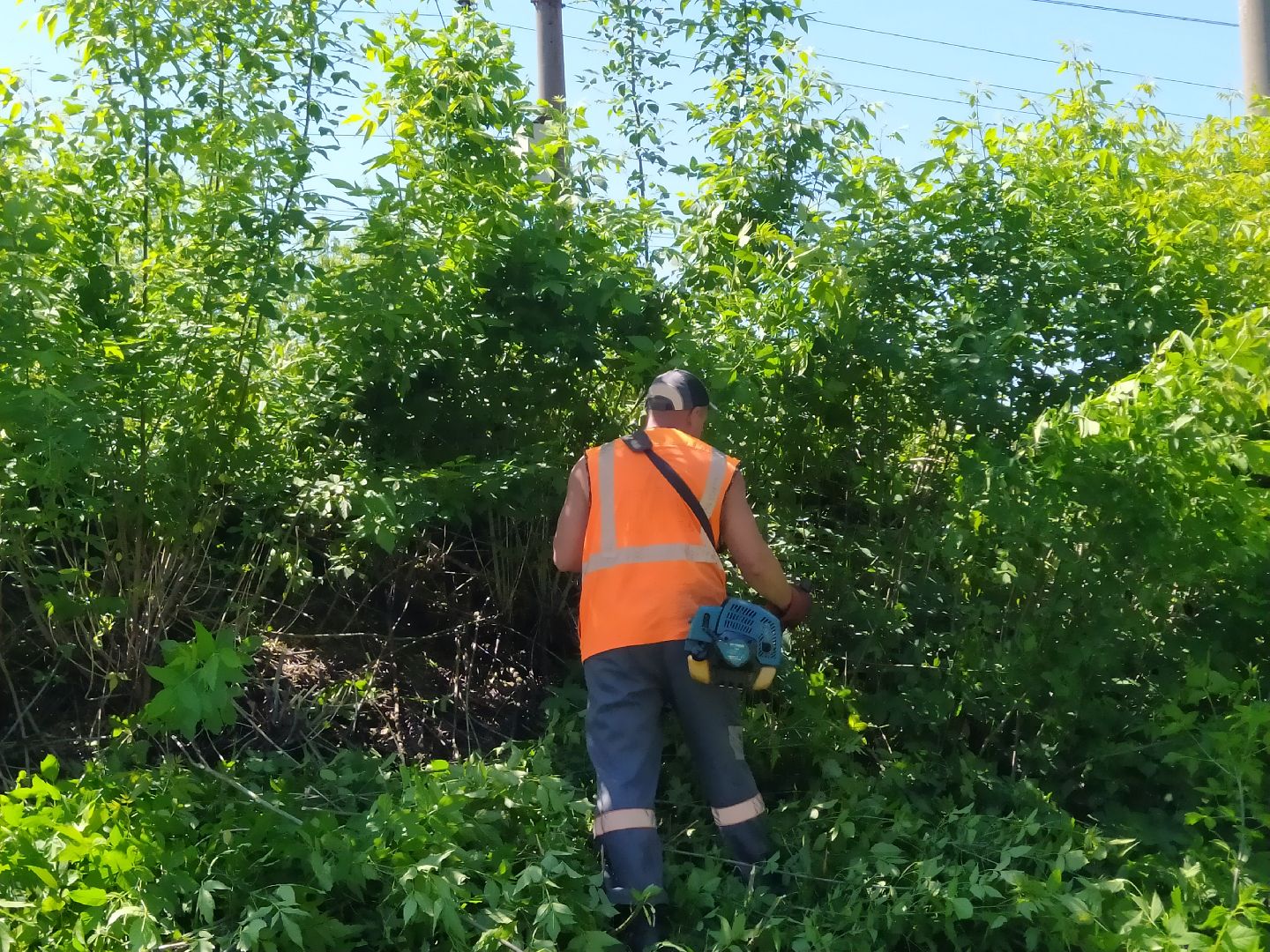 Дорога, покос, трава, сорняки, уход