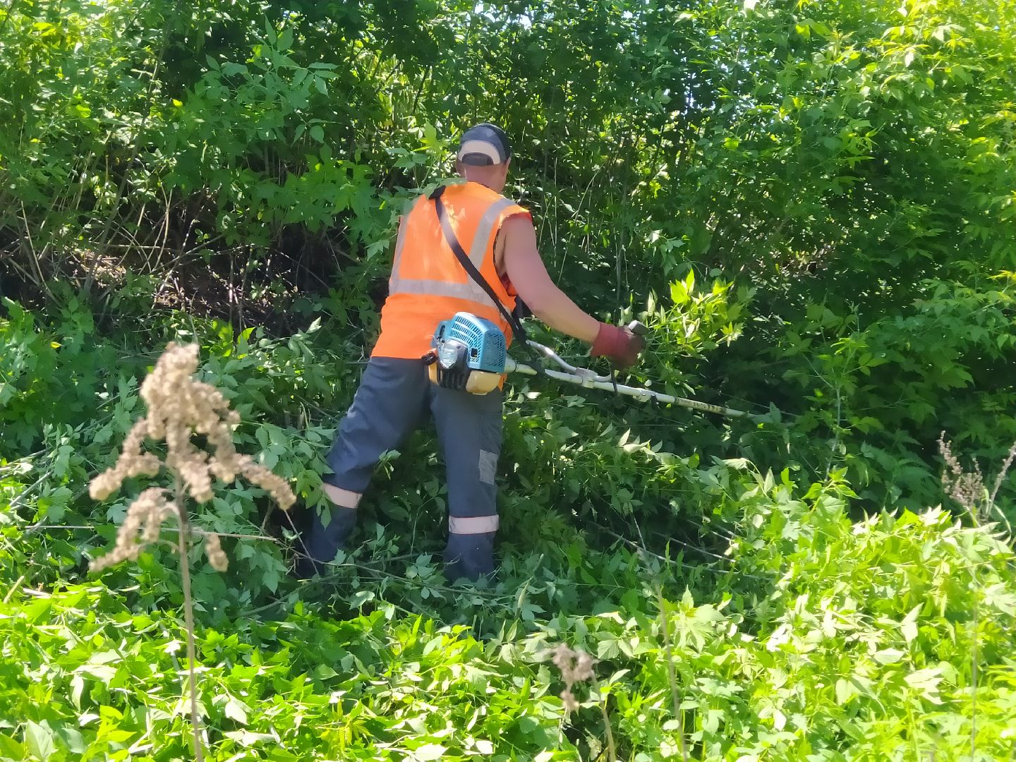 Дорога, покос, трава, сорняки, уход