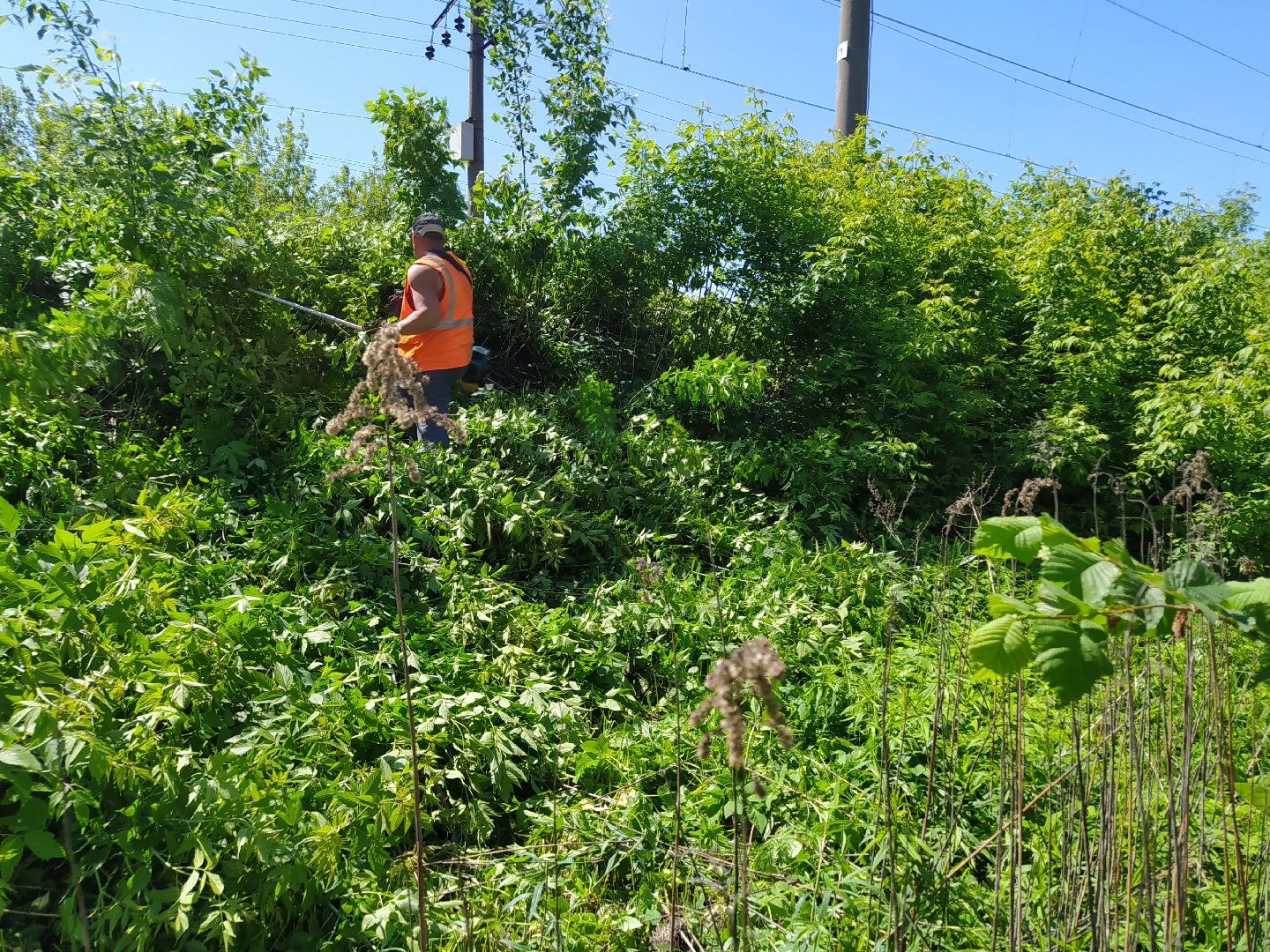 Дорога, покос, трава, сорняки, уход
