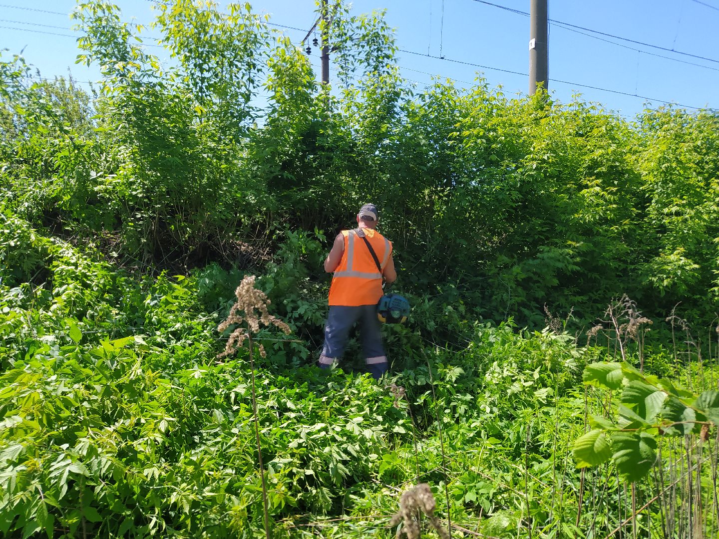 Дорога, покос, трава, сорняки, уход