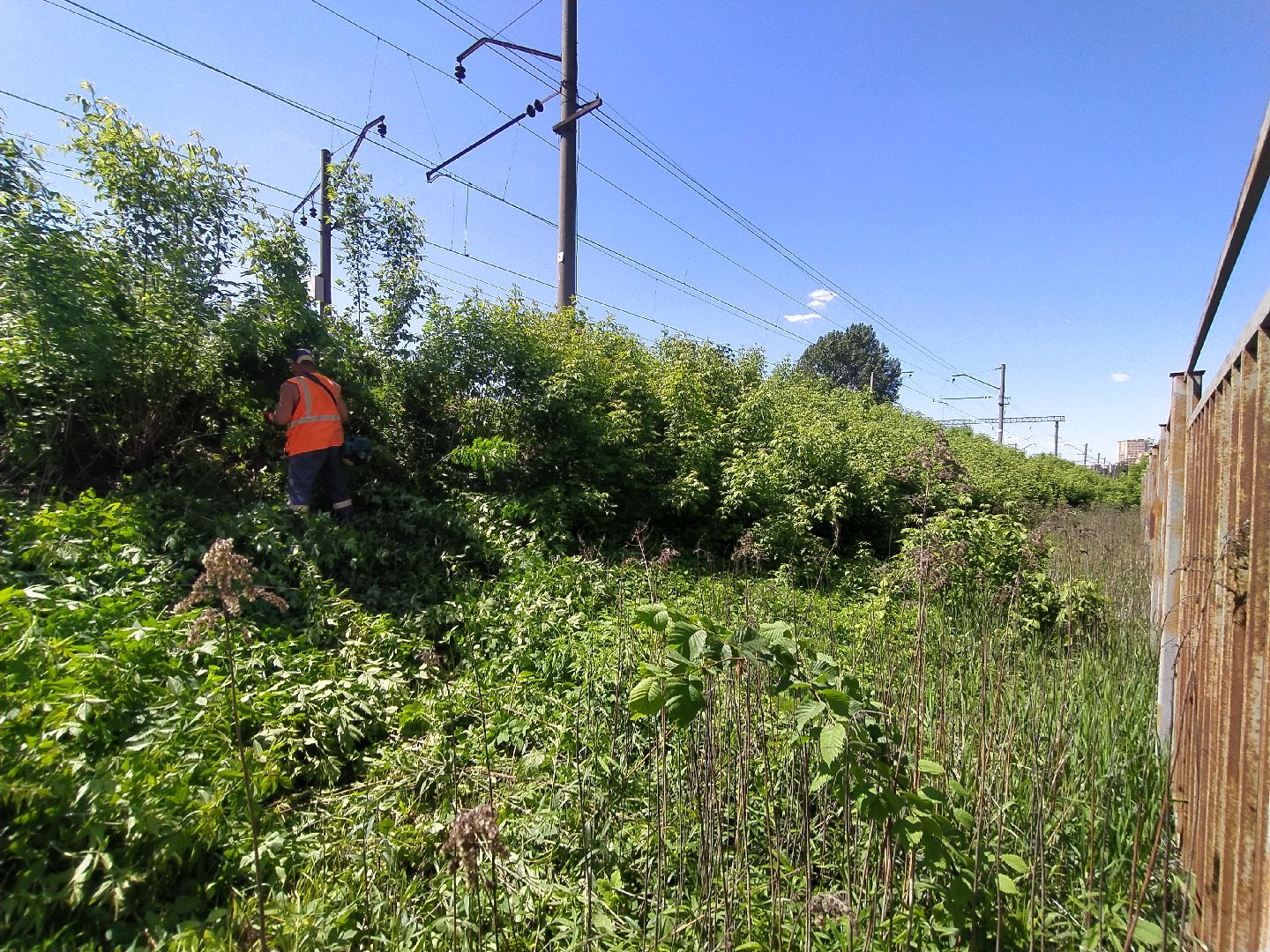 Дорога, покос, трава, сорняки, уход