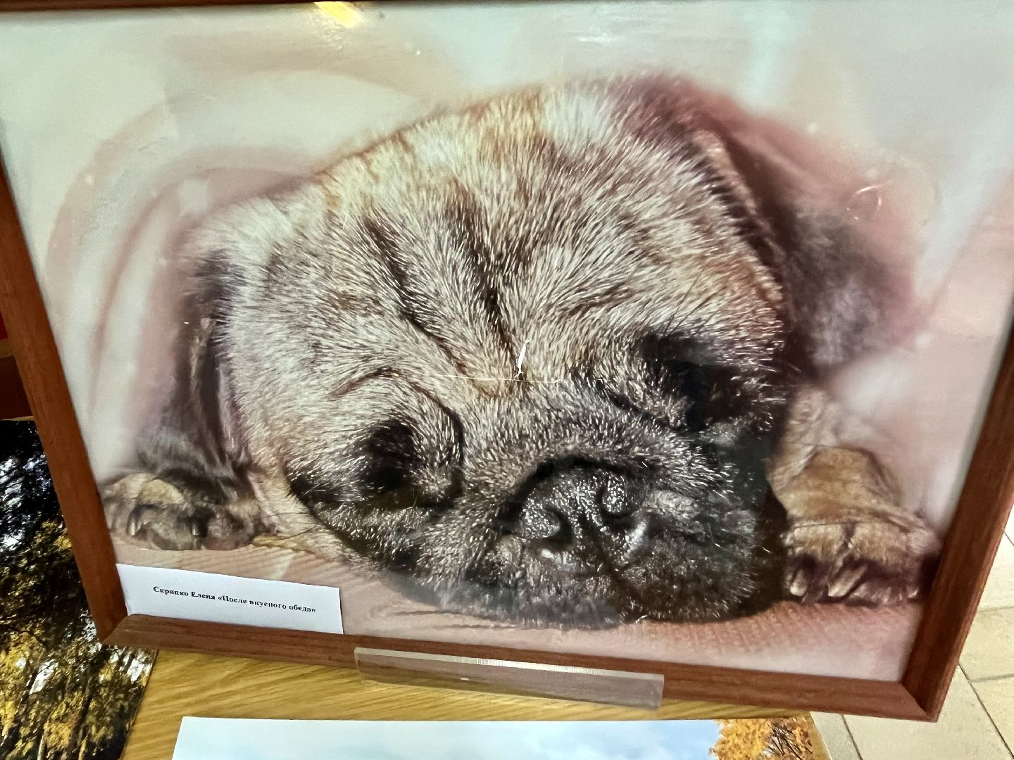 Наро-Фоминск, экология, защитим природу, экологический рисунок, конкурс, экологический отдел, чистое Подмосковье