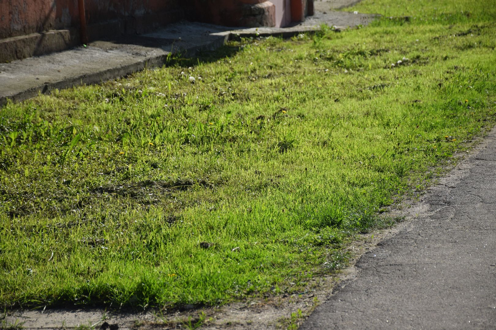 Павловский Посад, городской округ Павловский Посад, покос травы, клумба, благоустройство