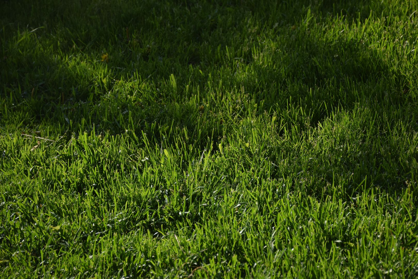 Павловский Посад, городской округ Павловский Посад, покос травы, клумба, благоустройство