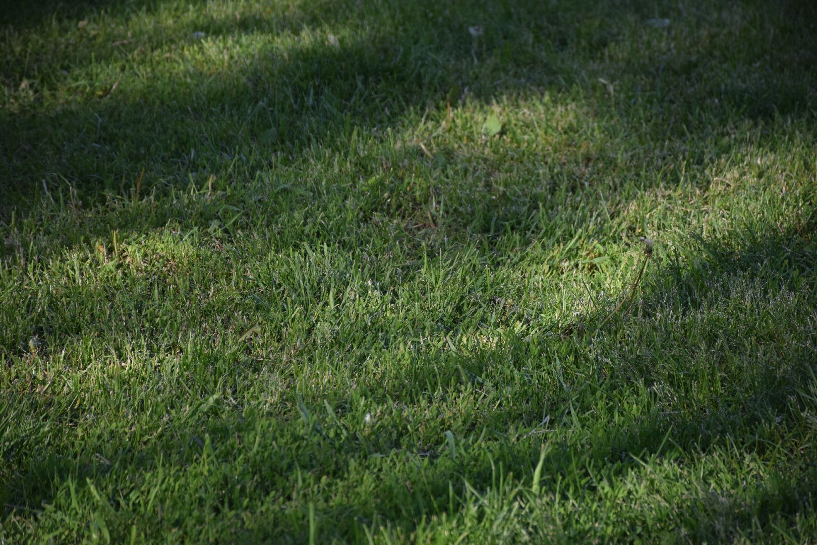 Павловский Посад, городской округ Павловский Посад, покос травы, клумба, благоустройство