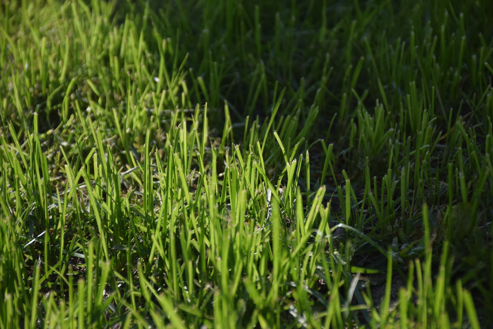 Павловский Посад, городской округ Павловский Посад, покос травы, клумба, благоустройство