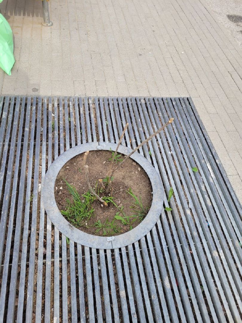 деревья; жкх; видное; благоустройство; вандализм