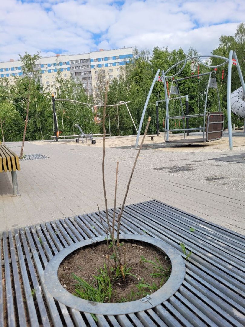 деревья; жкх; видное; благоустройство; вандализм