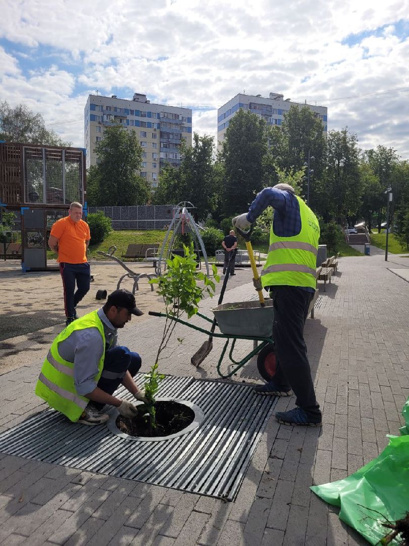 деревья; жкх; видное; благоустройство; вандализм