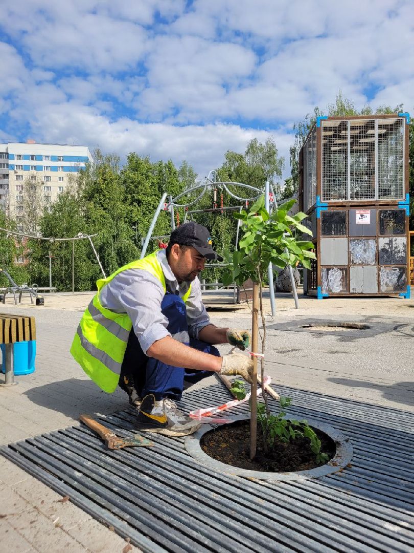 деревья; жкх; видное; благоустройство; вандализм
