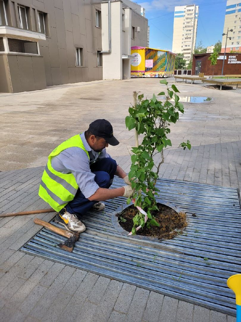 деревья; жкх; видное; благоустройство; вандализм