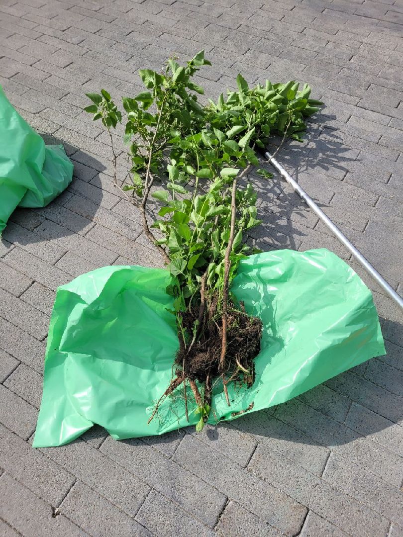 деревья; жкх; видное; благоустройство; вандализм