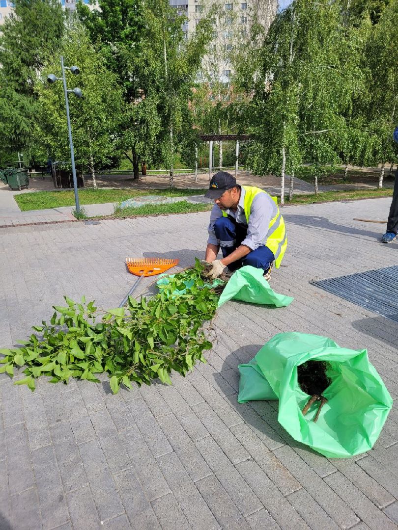 деревья; жкх; видное; благоустройство; вандализм