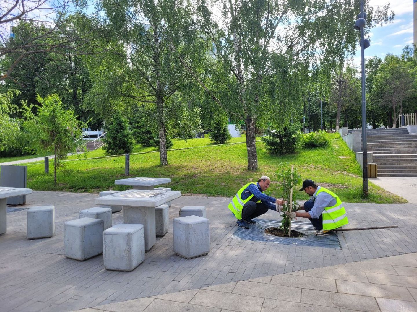 деревья; жкх; видное; благоустройство; вандализм