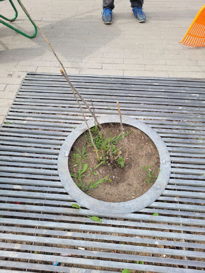 деревья; жкх; видное; благоустройство; вандализм