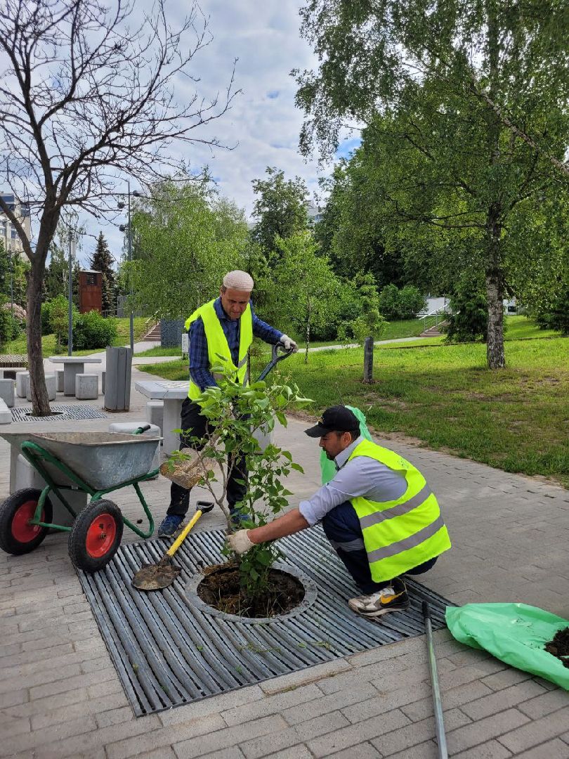 деревья; жкх; видное; благоустройство; вандализм