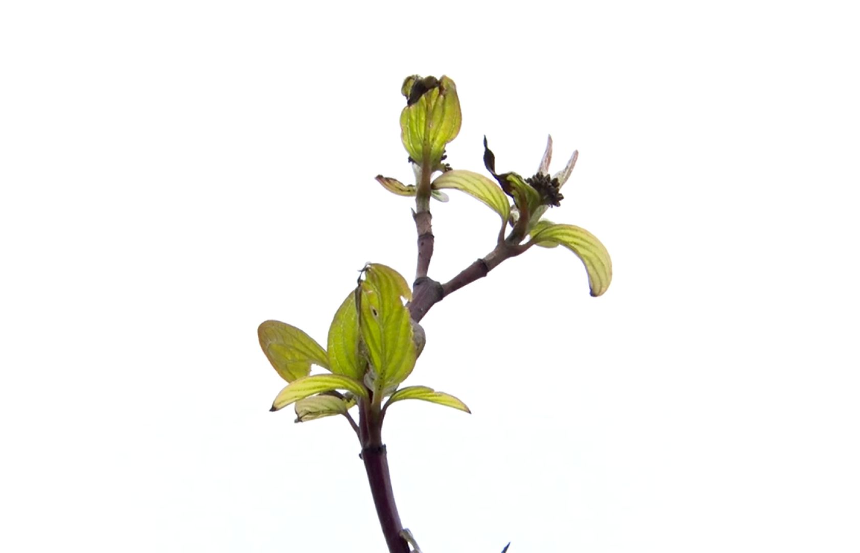 Клин, благоустройство, общество, новое пространство