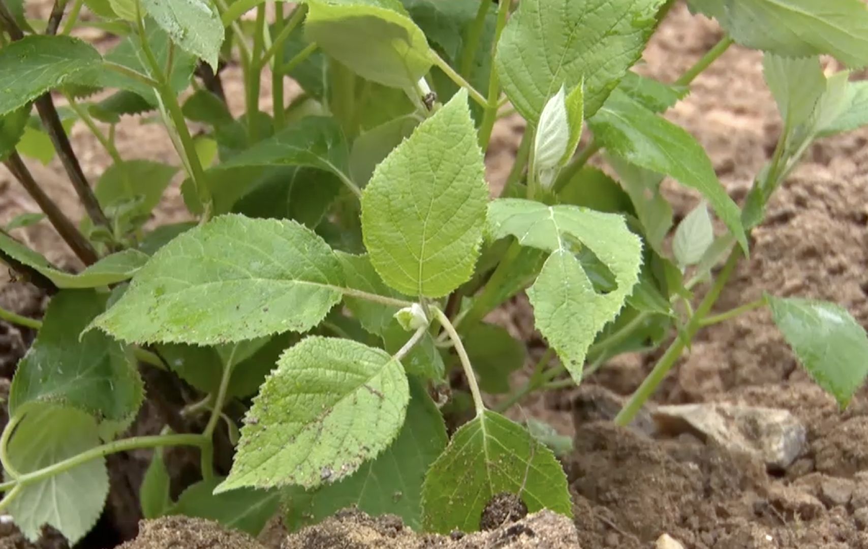 Клин, благоустройство, общество, новое пространство