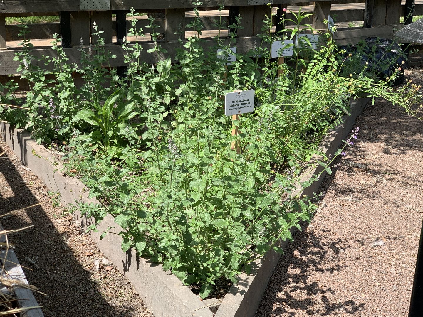 Балашиха, Подмосковье, благоустройство,Общественный огород, парки