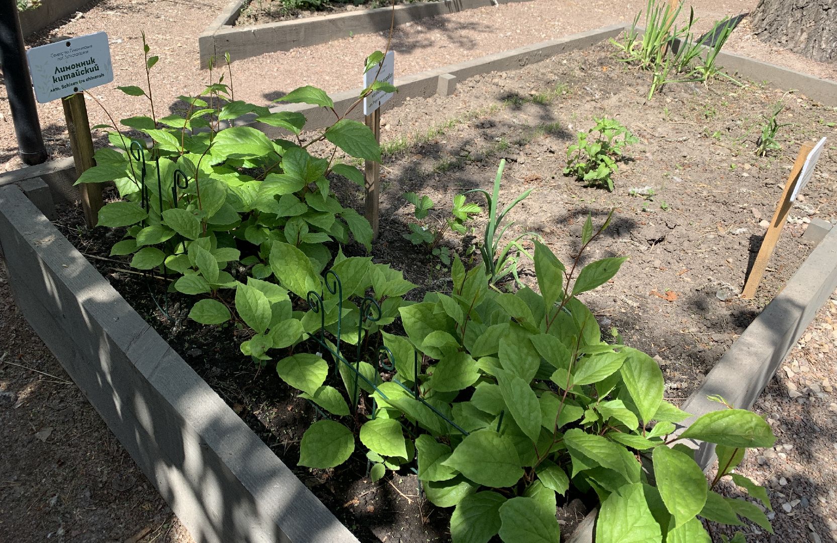 Балашиха, Подмосковье, благоустройство,Общественный огород, парки