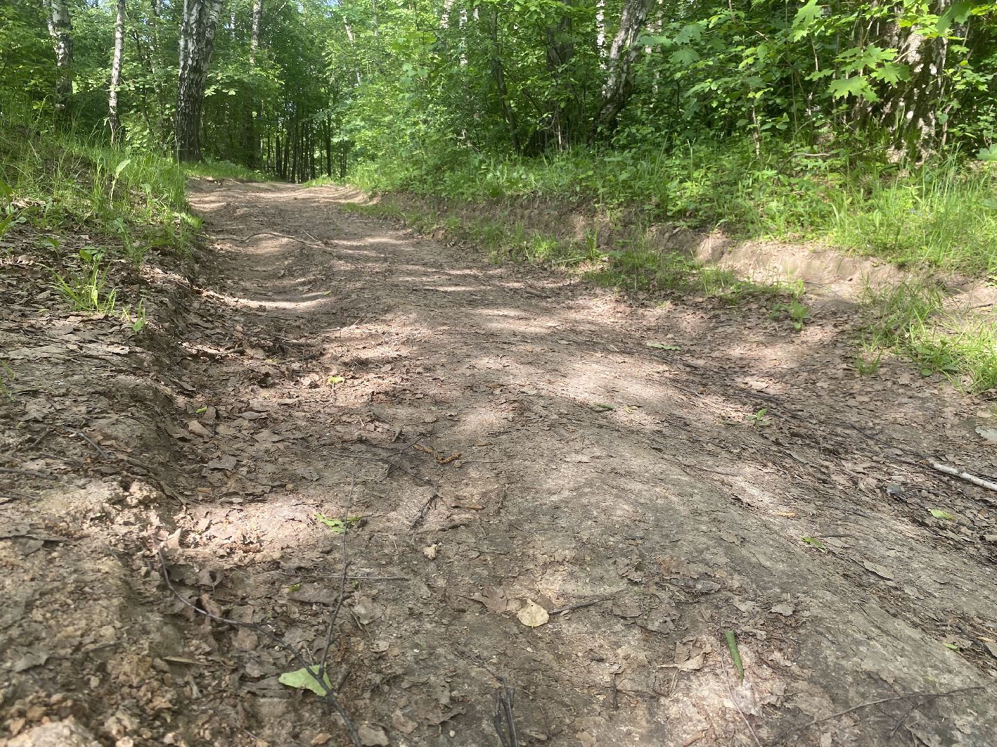 Химки, каршеринг автомобиль, лес