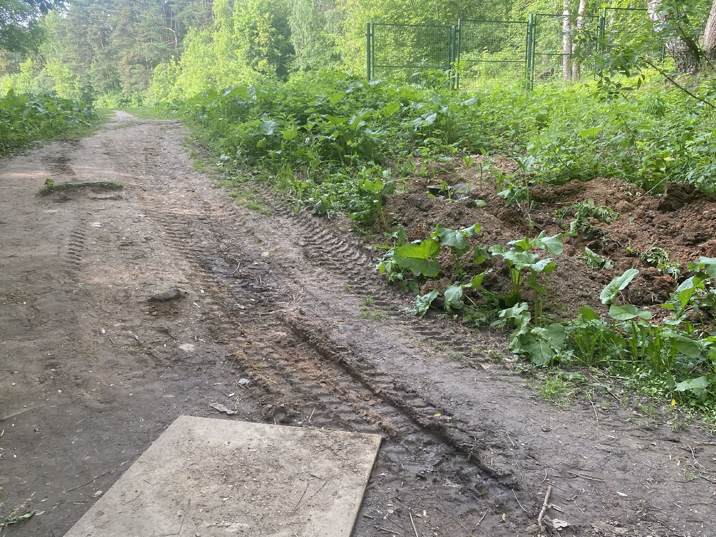 Химки, каршеринг автомобиль, лес