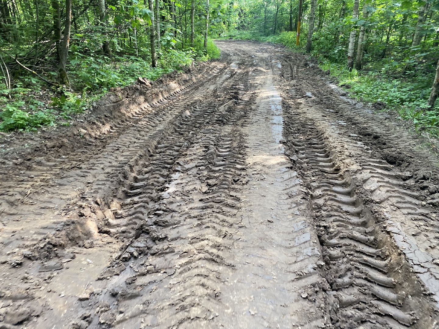 Химки, каршеринг автомобиль, лес