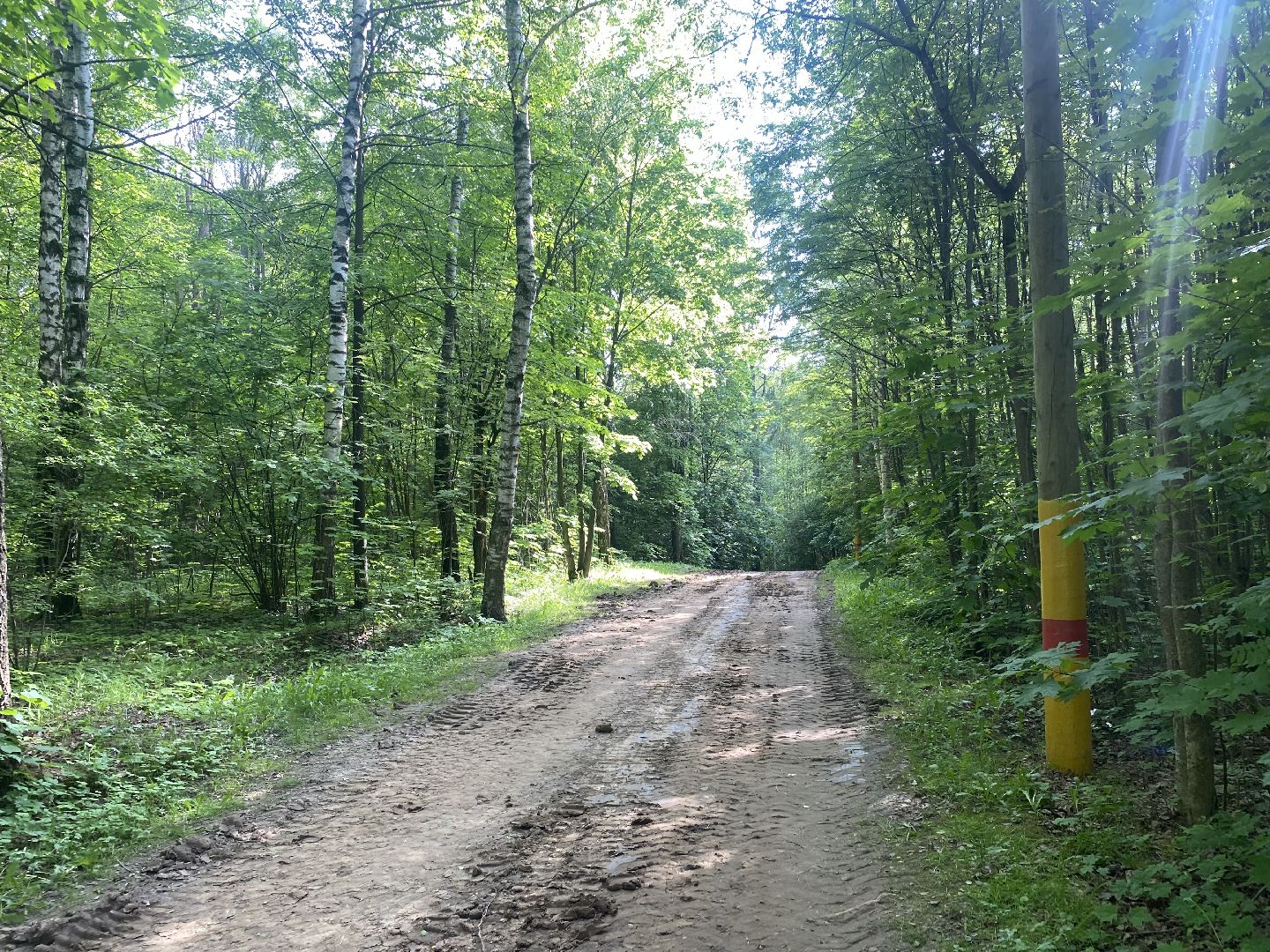 Химки, каршеринг автомобиль, лес