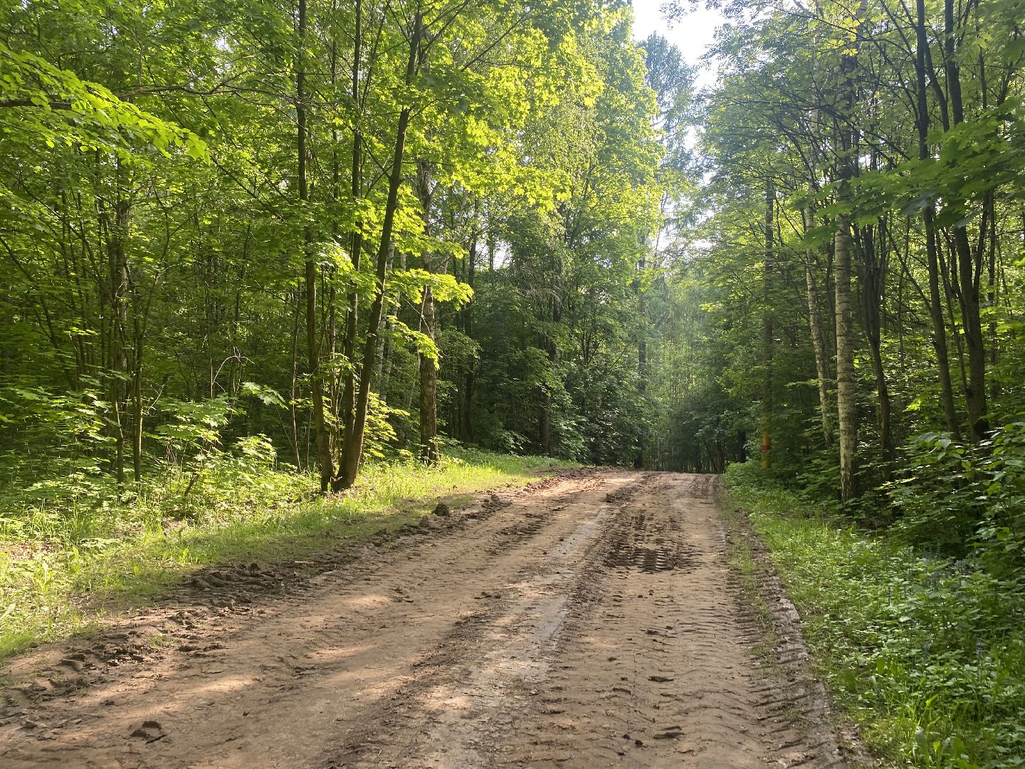 Химки, каршеринг автомобиль, лес