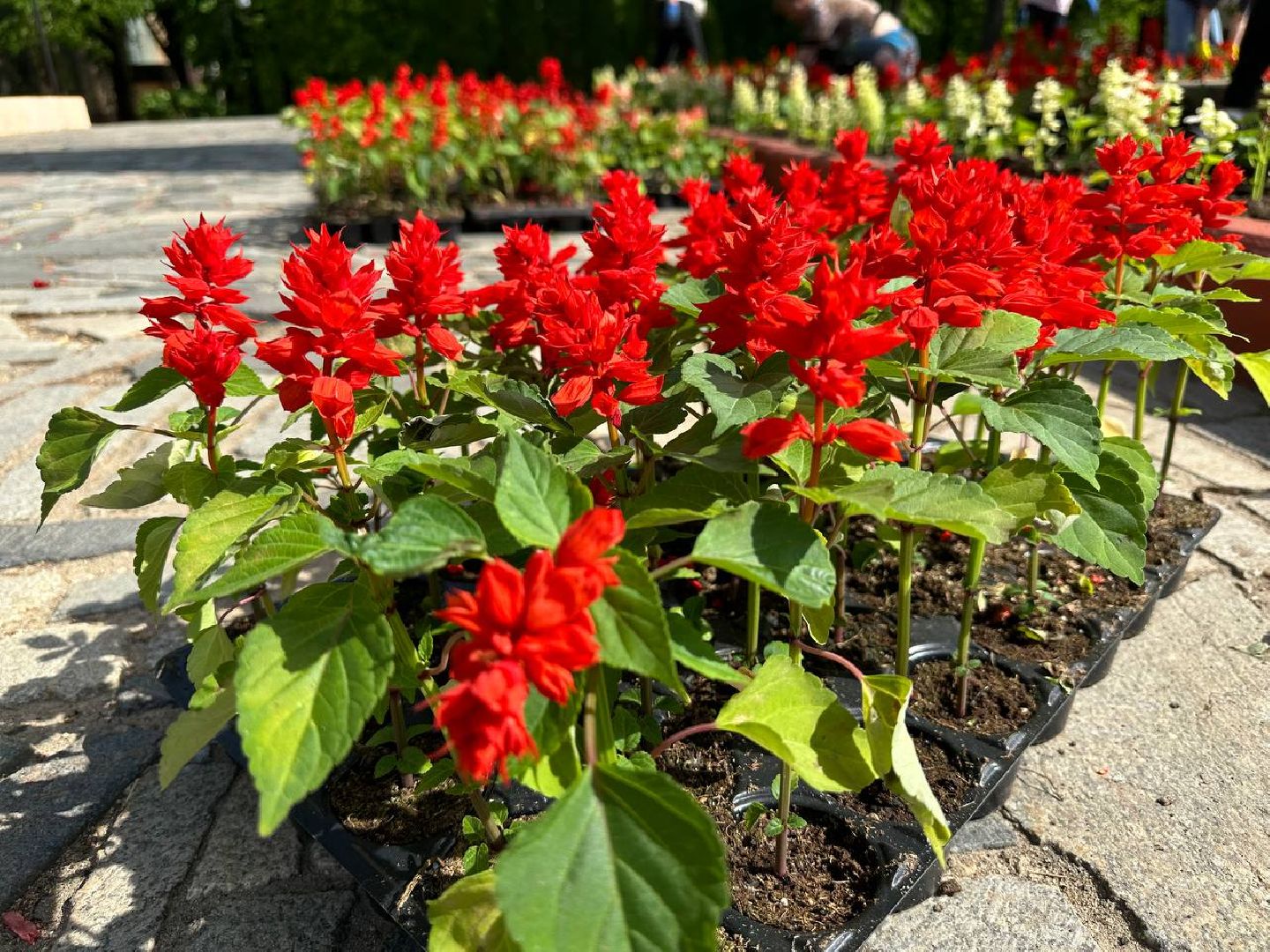 Можайск, Можайский городской округ, Подмосковье, цветы, благоустройство