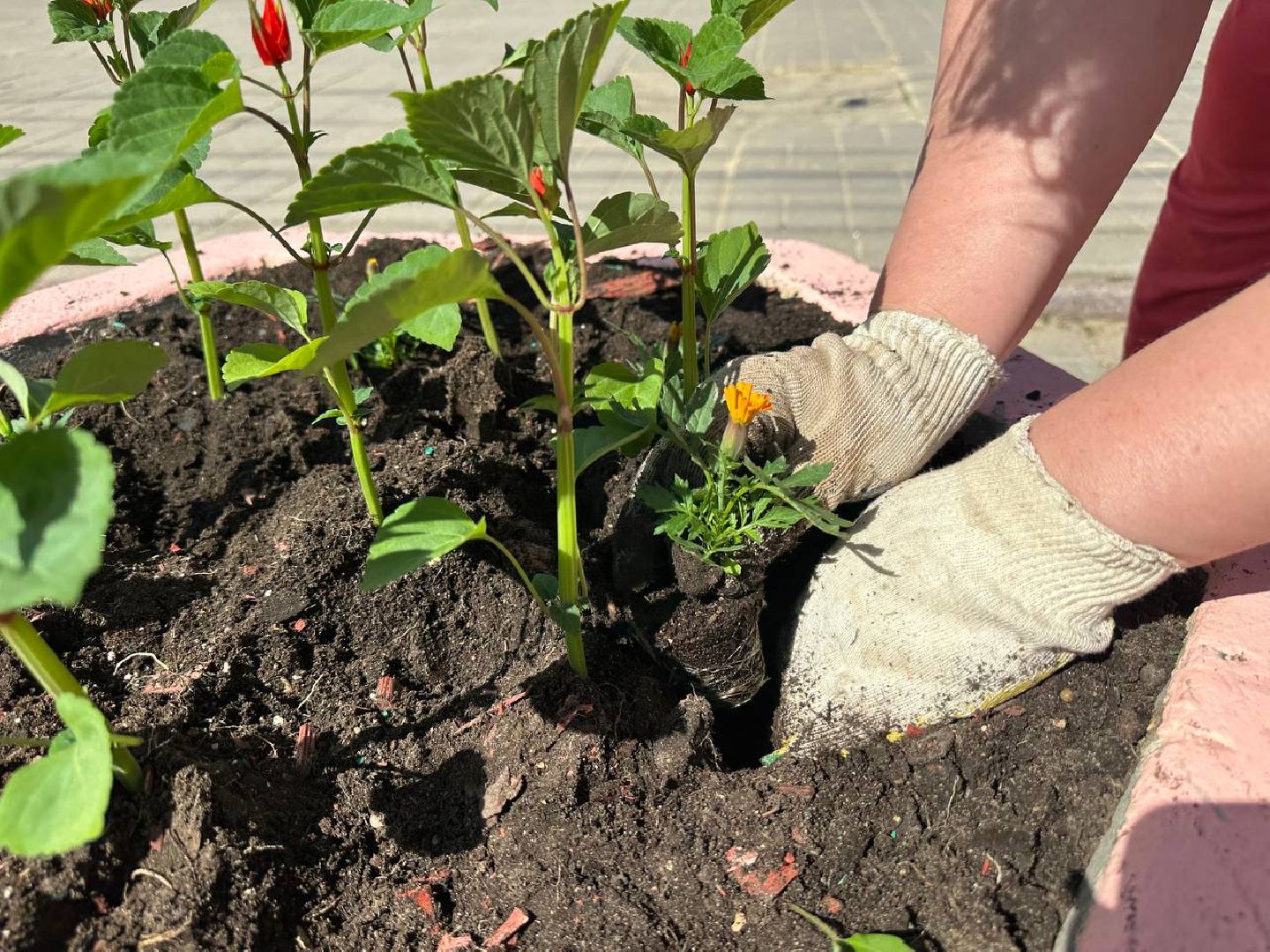 Можайск, Можайский городской округ, Подмосковье, цветы, благоустройство
