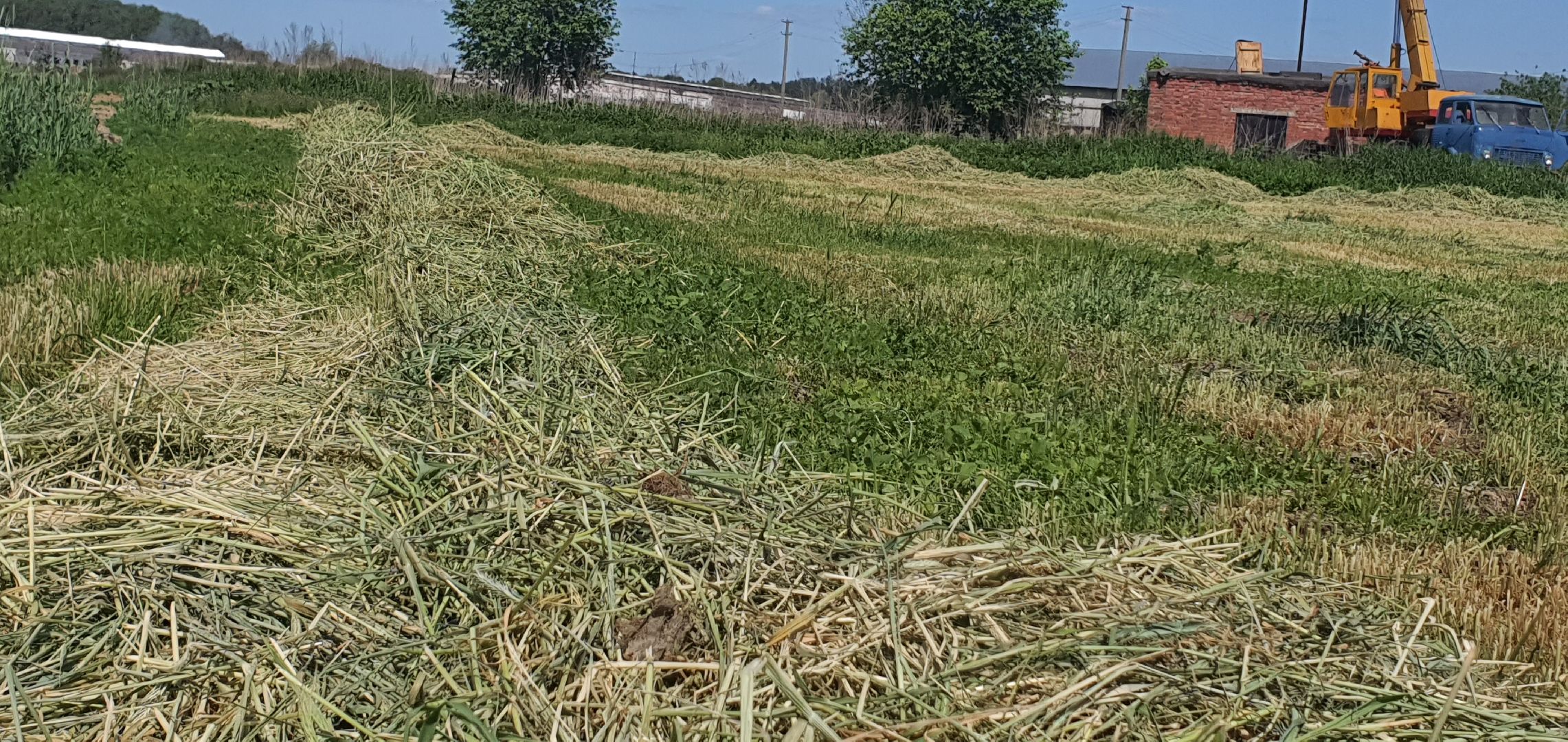 уборка урожая, Домодедово