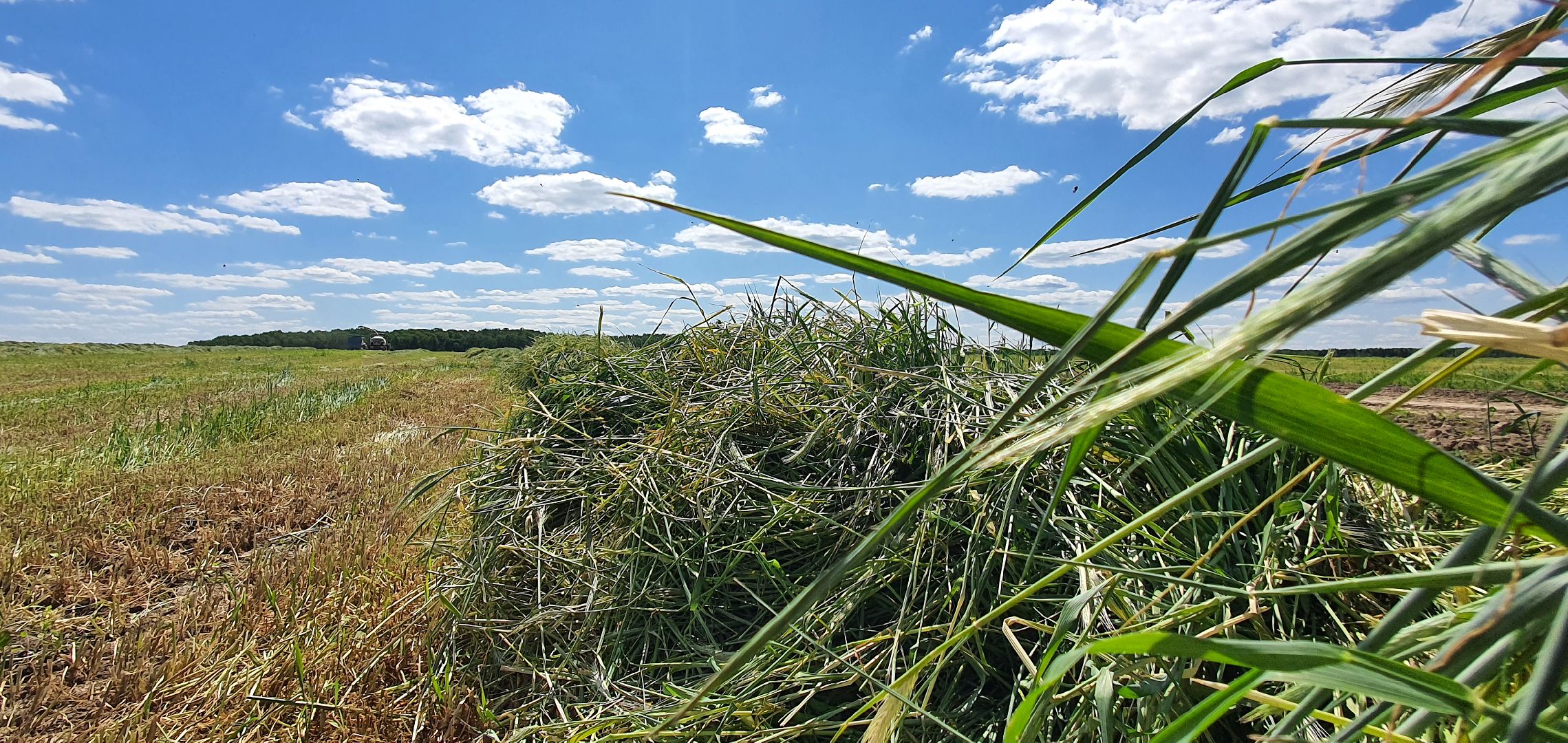 уборка урожая, Домодедово
