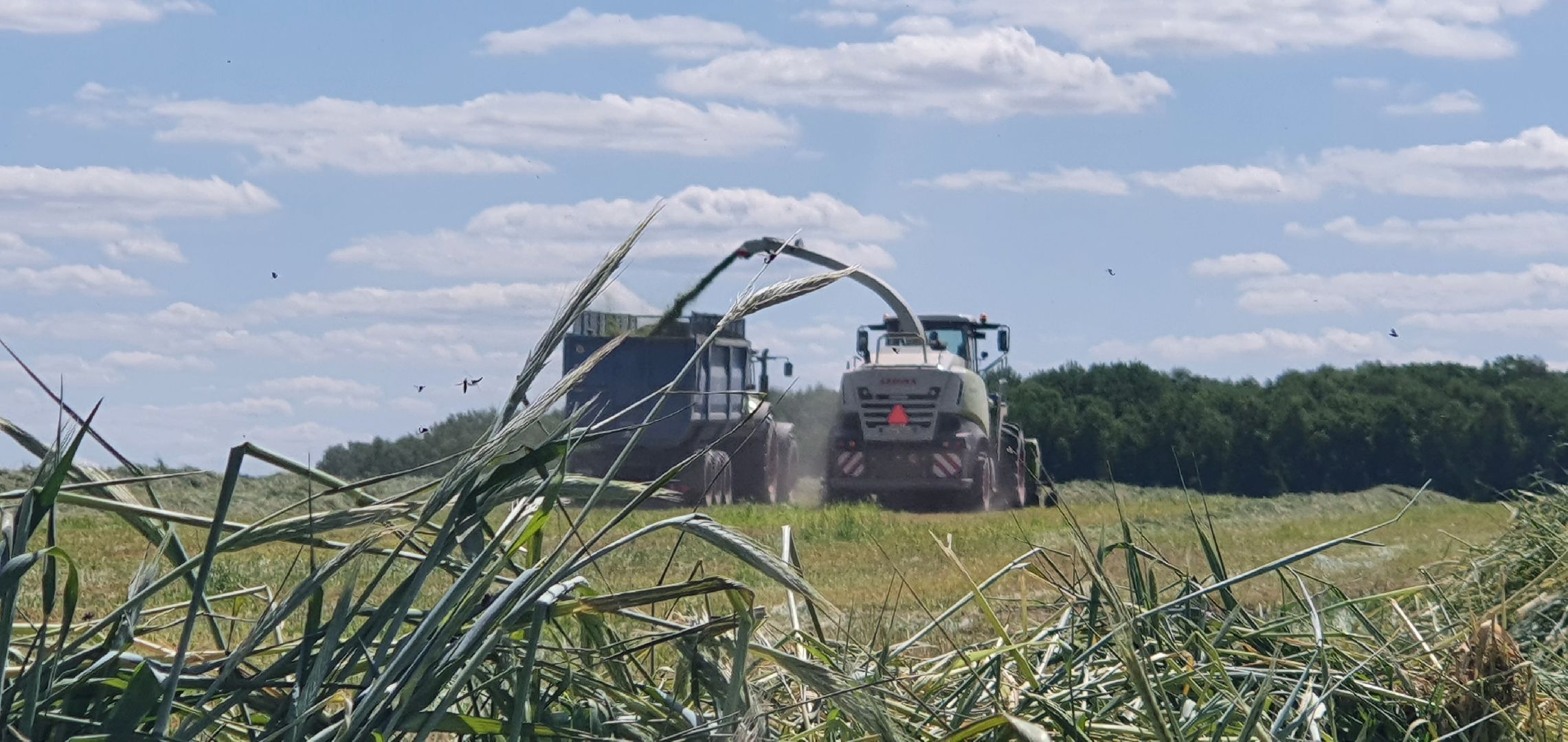 уборка урожая, Домодедово